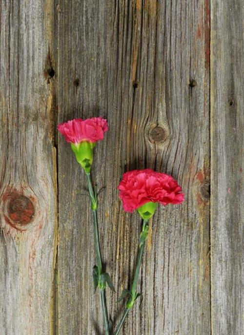 HOT PINK CARNATIONS